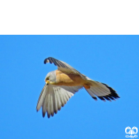 دلیجه کوچک Lesser Kestrel